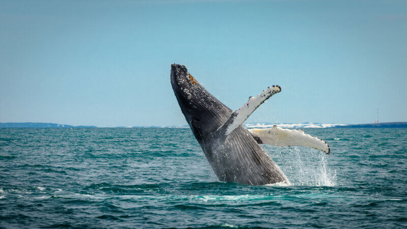 walvissen spotten ijsland